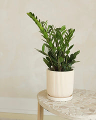 Pot pour plante Ripple