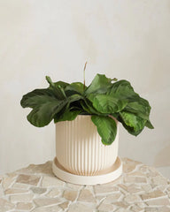 Pot pour plante Ripple