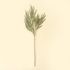 Norway spruce Sprig