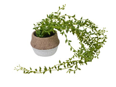 Chaine haricot vert pot ciment